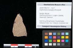 Foto (Objekt + Etikett) von Glyptostrobus europaeus Brongniart (NHMW-GEO-2024-0188-0151)